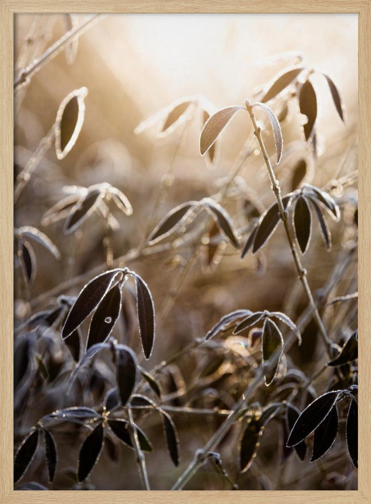 Een winterochtend 6 | Poster