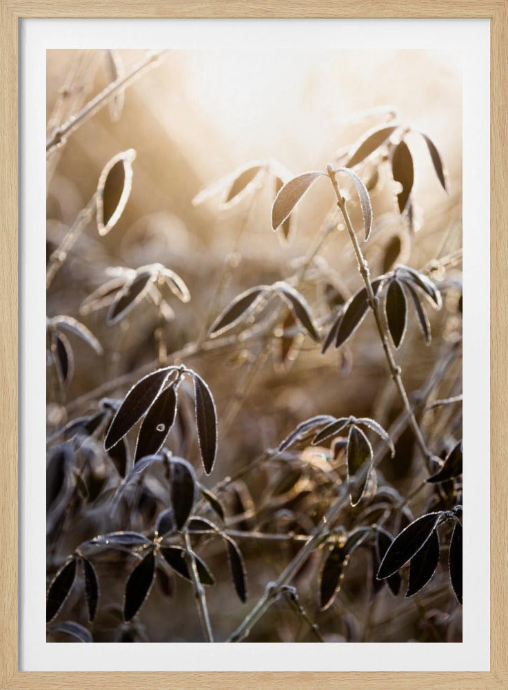Een winterochtend 6 | Poster