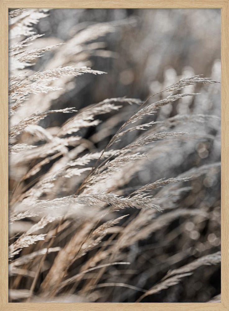 Grass 28 | Poster
