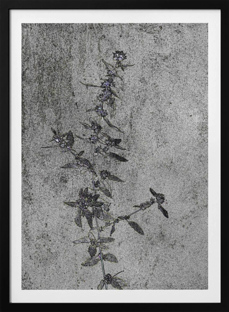 Betonnen bloesems | Poster