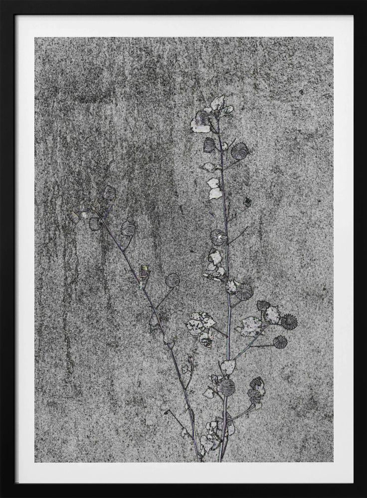 Delicate Decay | Poster