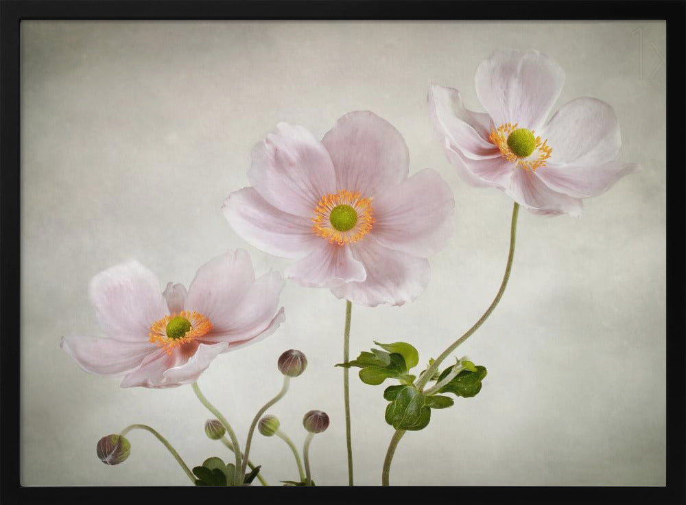 Anemonen | Poster