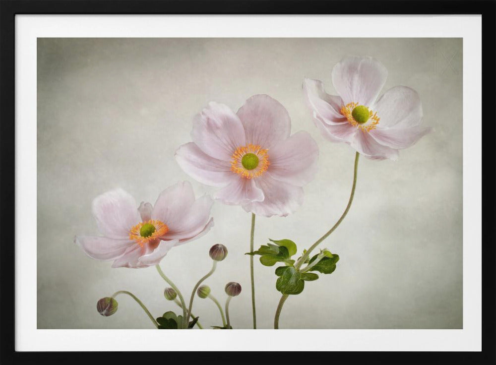 Anemonen | Poster