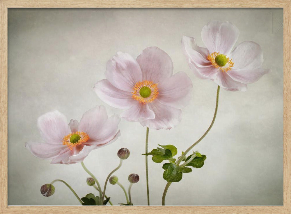 Anemonen | Poster