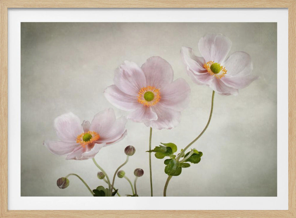 Anemonen | Poster