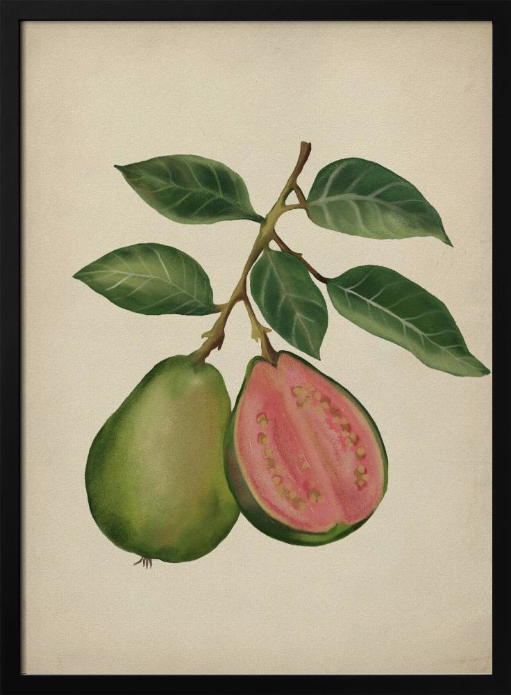 Vintage guave | Poster
