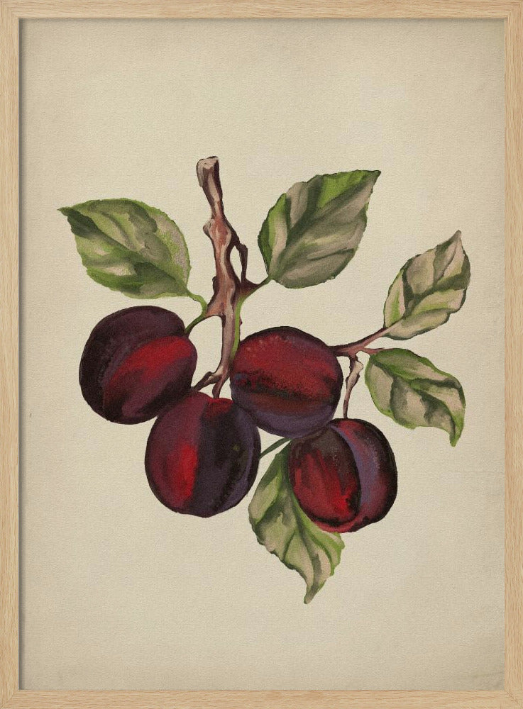 Vintage fruitcollectie | Poster
