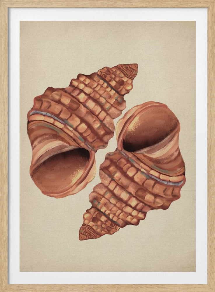 Vintage schelp | Poster