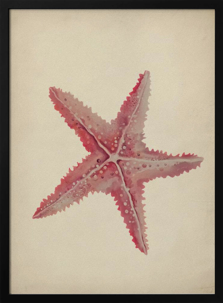 Vintage zeester schilderij | Poster