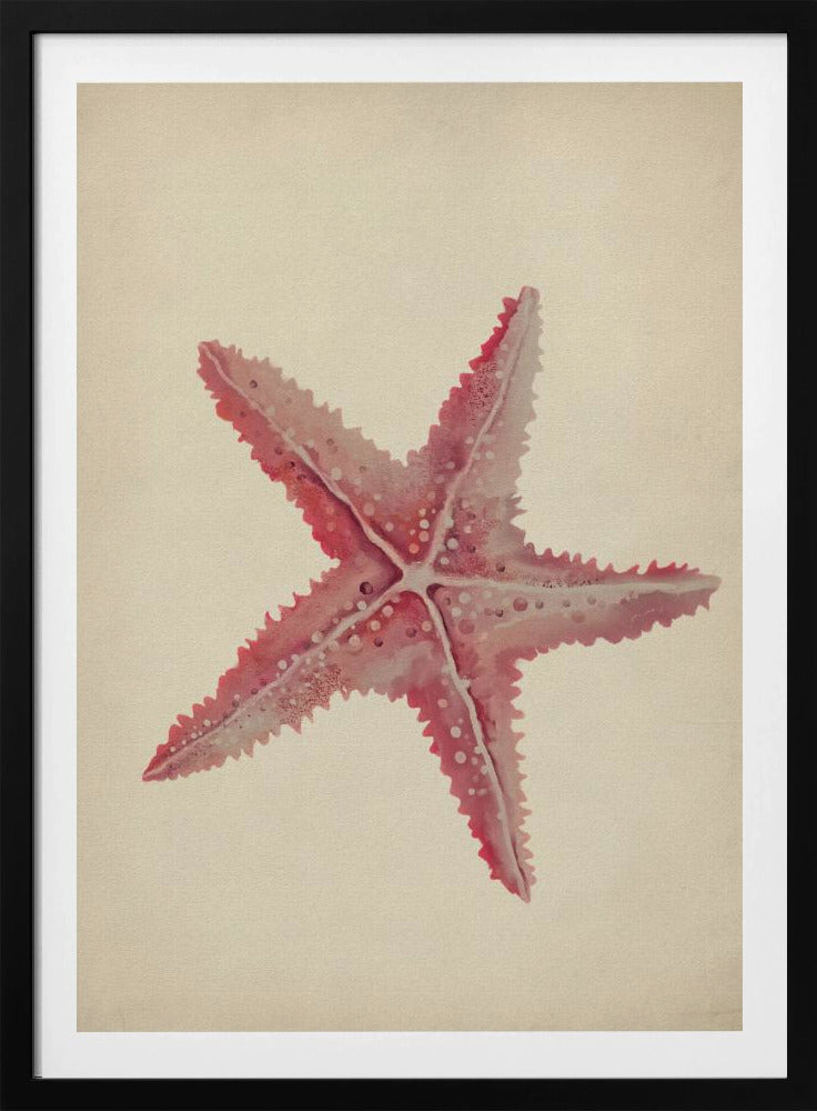 Vintage zeester schilderij | Poster