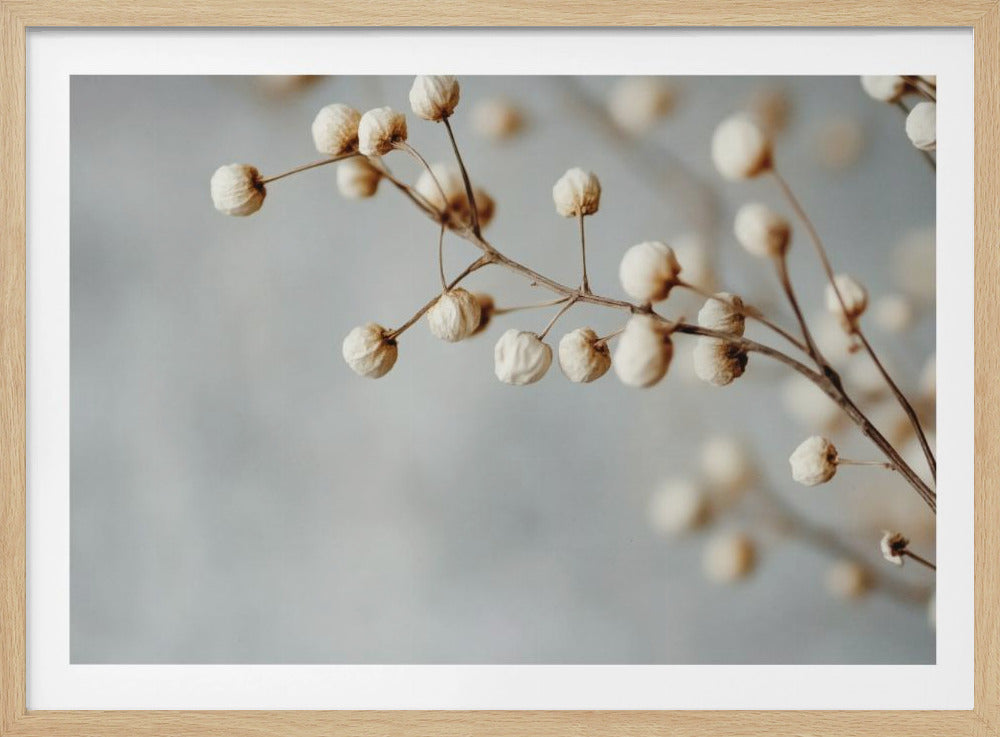 Gedroogde elegantie | Poster