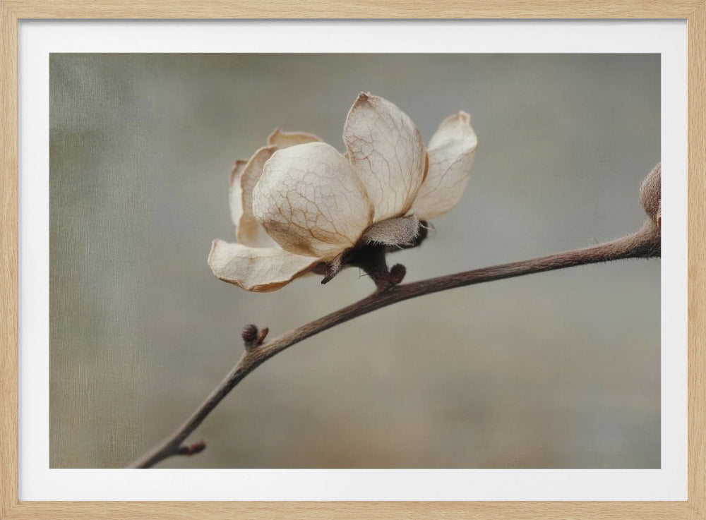 Delicate bloemblaadjes | Poster