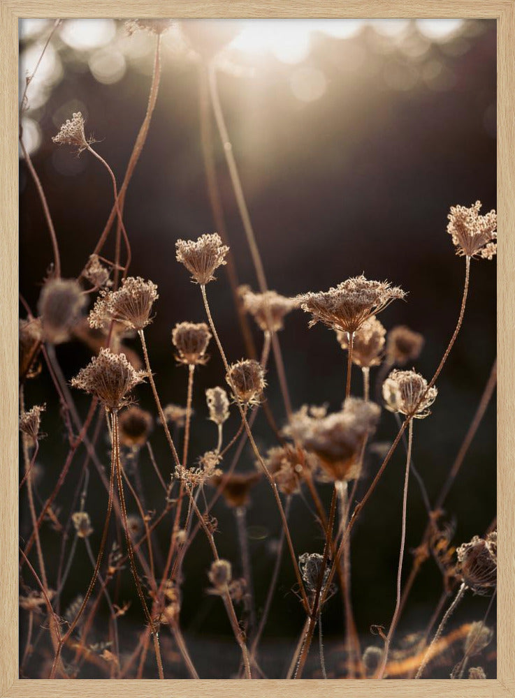Warm Winterlicht 2 | Poster