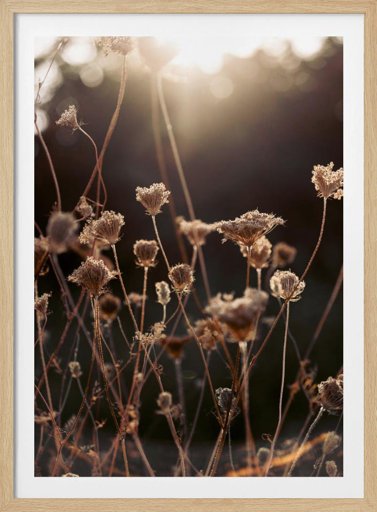 Warm Winterlicht 2 | Poster