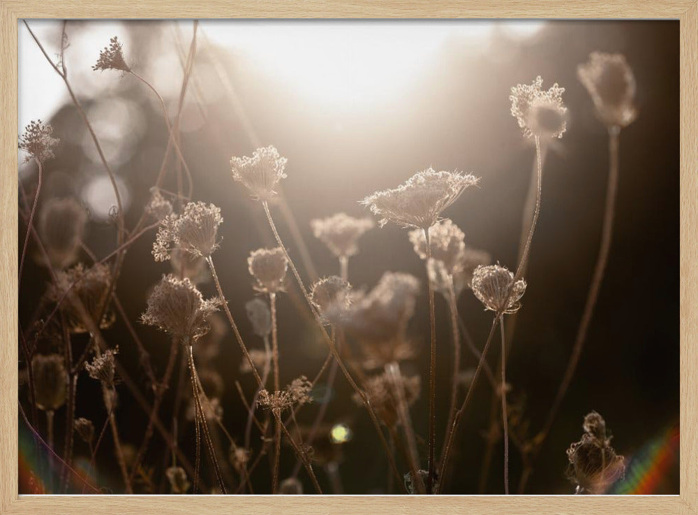 Warm Winterlicht 3 | Poster
