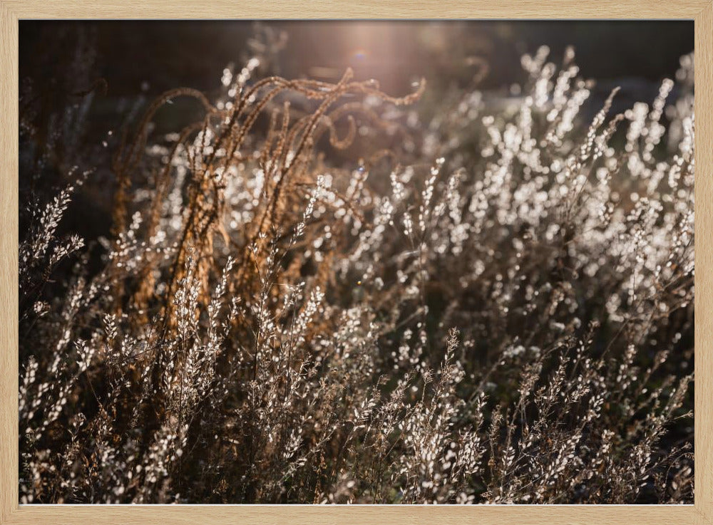 Warm Winterlicht 4 | Poster