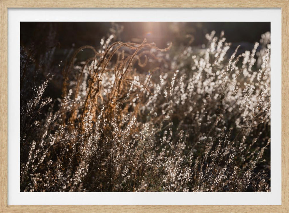 Warm Winterlicht 4 | Poster