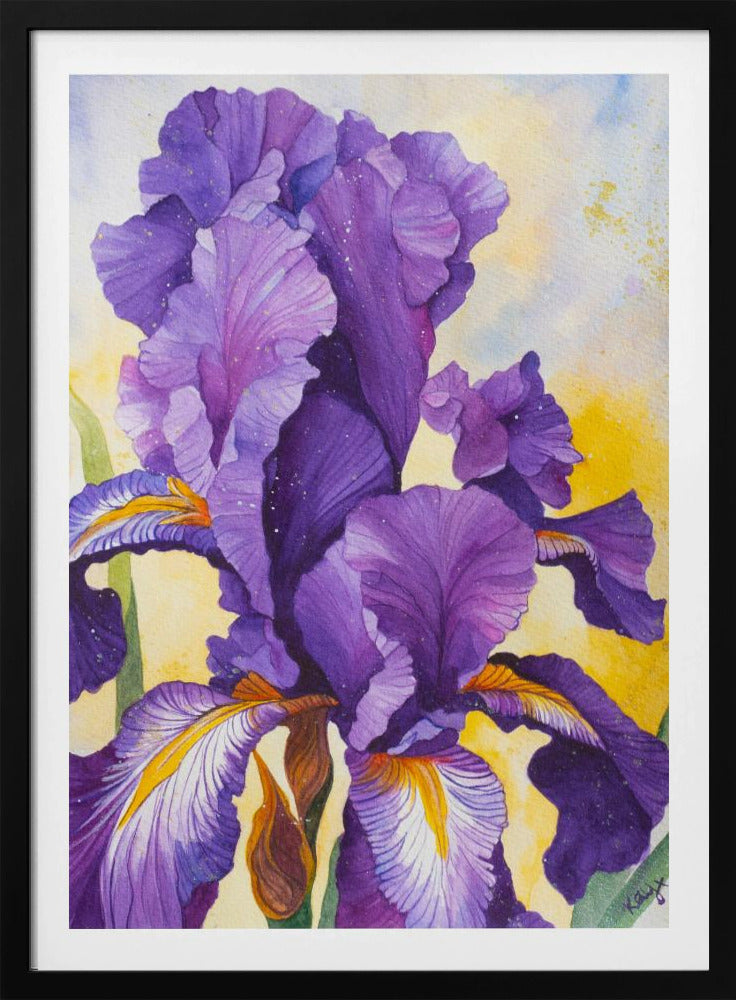 Iris aquarel | poster