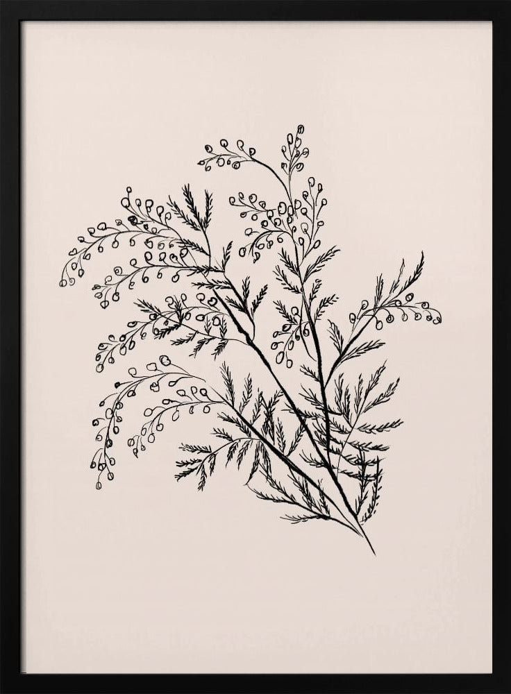 Acacia Botanische Afdeling | Poster