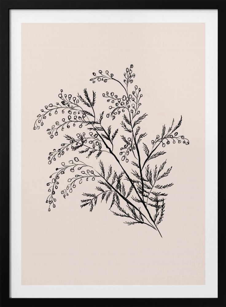 Acacia Botanische Afdeling | Poster