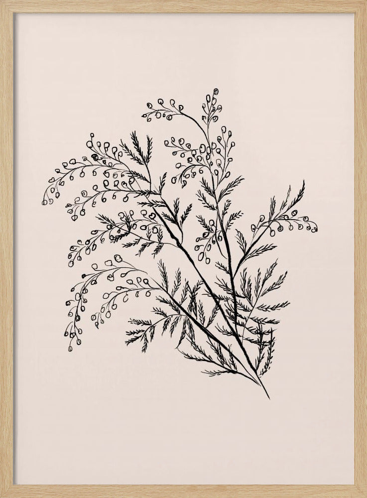 Acacia Botanische Afdeling | Poster