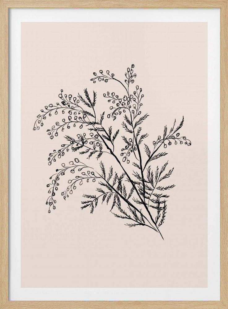 Acacia Botanische Afdeling | Poster