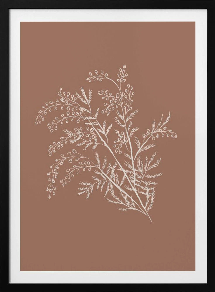 Acacia Botanische Afdeling | Poster