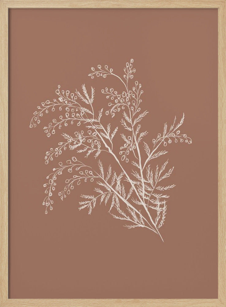 Acacia Botanische Afdeling | Poster