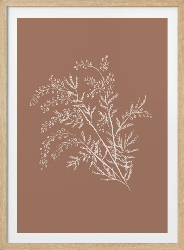 Acacia Botanische Afdeling | Poster