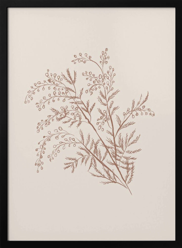 Acacia Botanische Afdeling | Poster