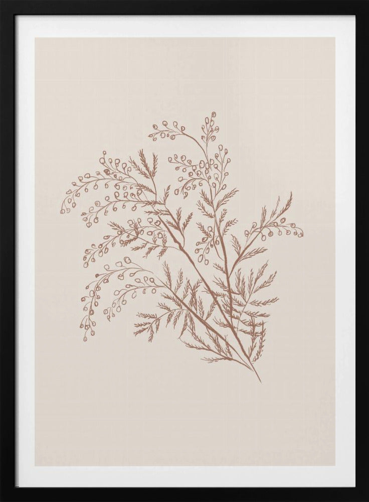 Acacia Botanische Afdeling | Poster