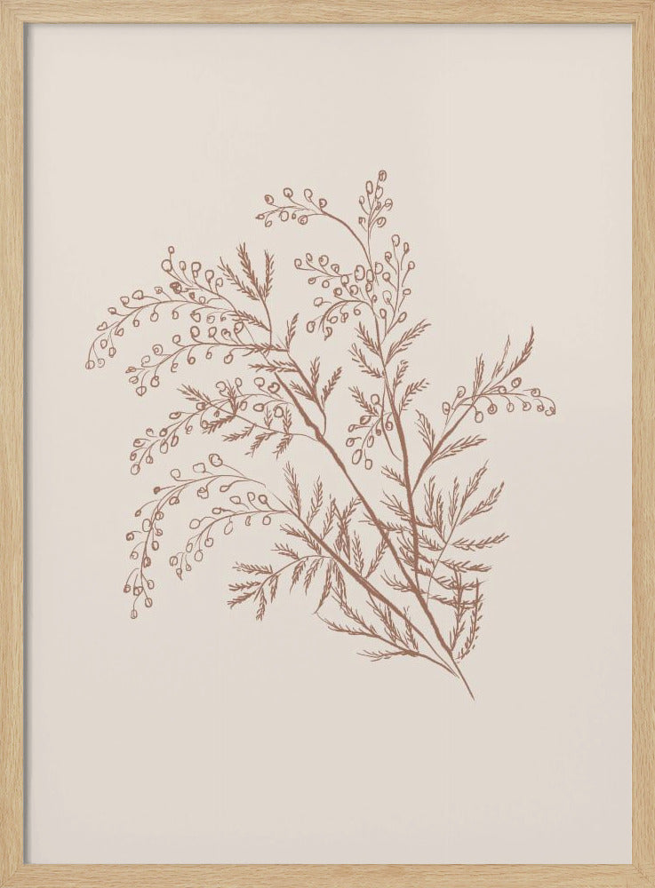 Acacia Botanische Afdeling | Poster