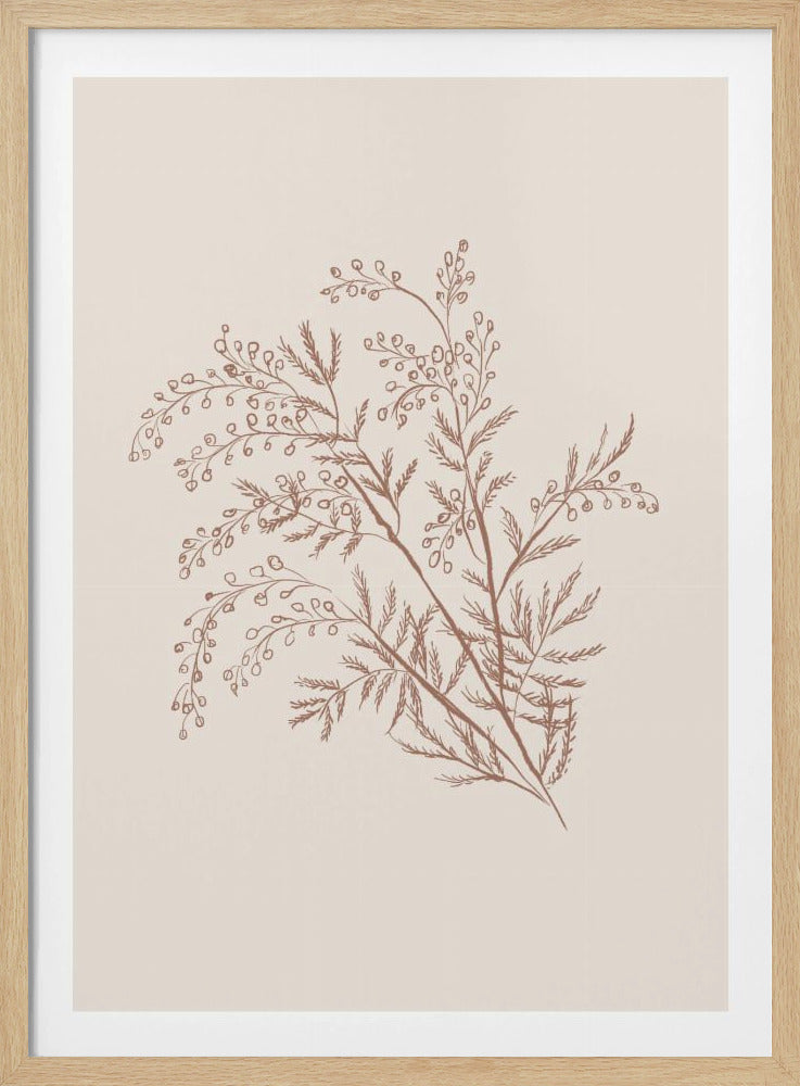 Acacia Botanische Afdeling | Poster