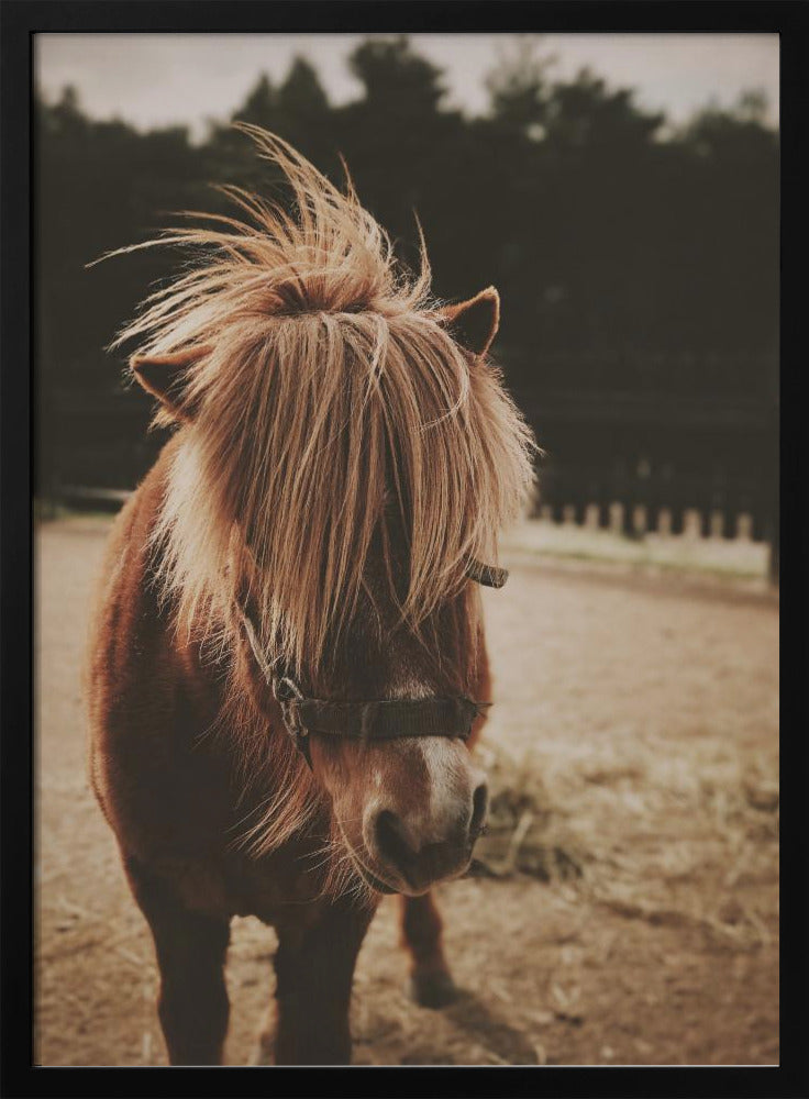 Pony met een ruige manen | Poster
