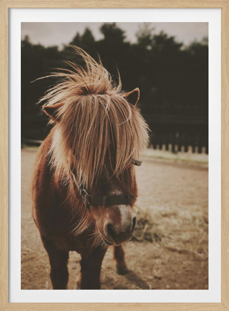 Pony met een ruige manen | Poster