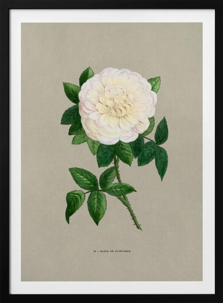 Roos Marie De Saint Jean | Poster