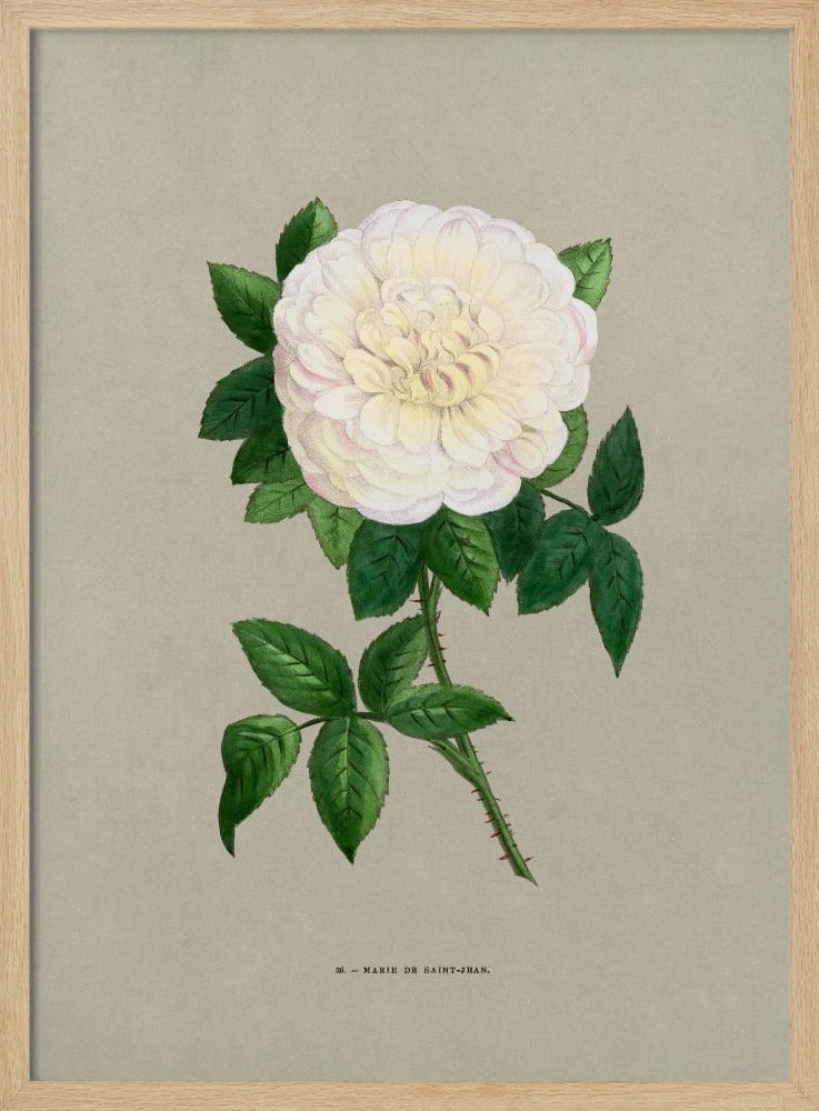 Roos Marie De Saint Jean | Poster