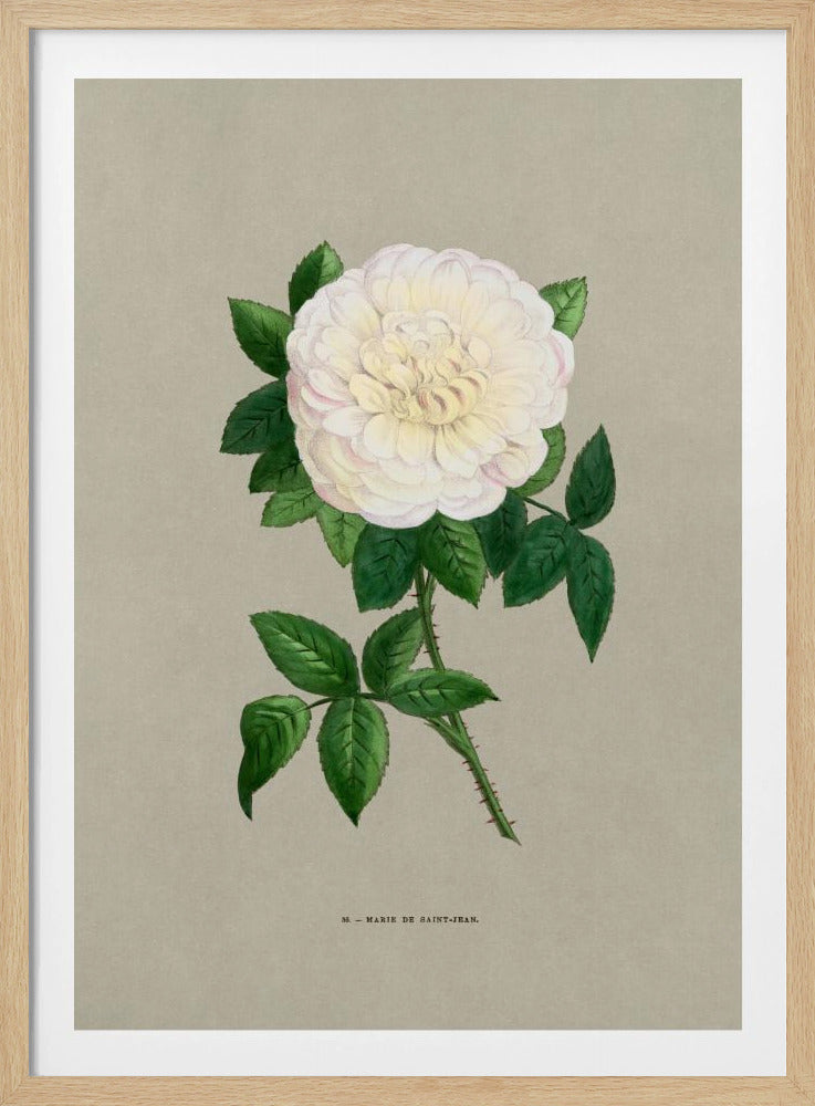 Roos Marie De Saint Jean | Poster