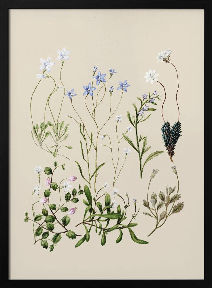 Wahlenbergia's getekend | Poster