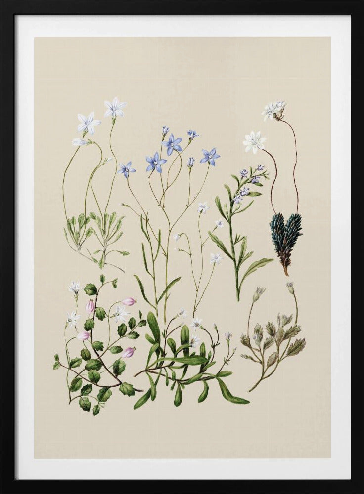 Wahlenbergia's getekend | Poster