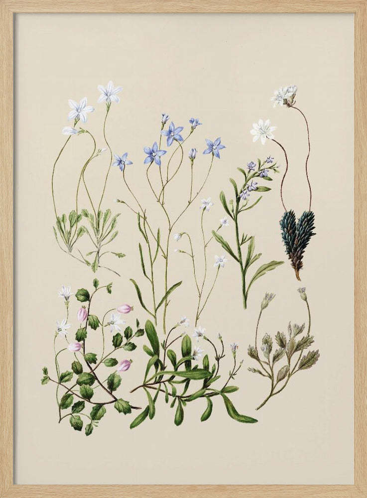 Wahlenbergia's getekend | Poster