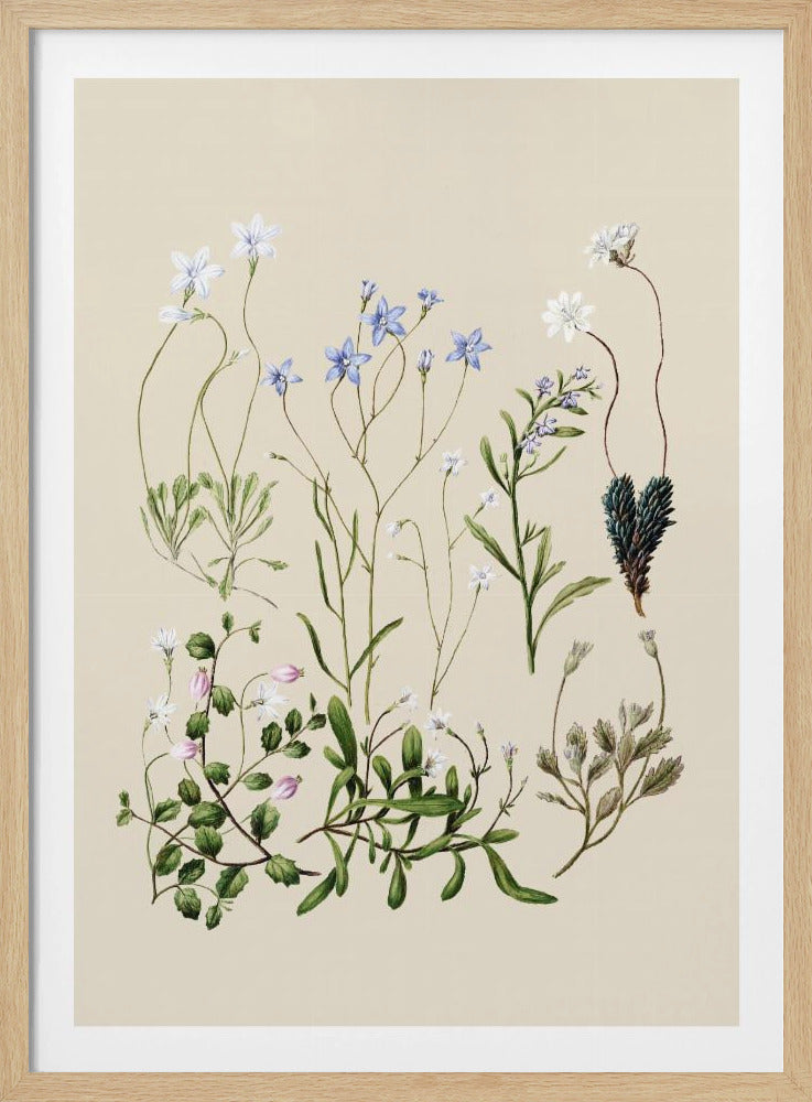 Wahlenbergia's getekend | Poster