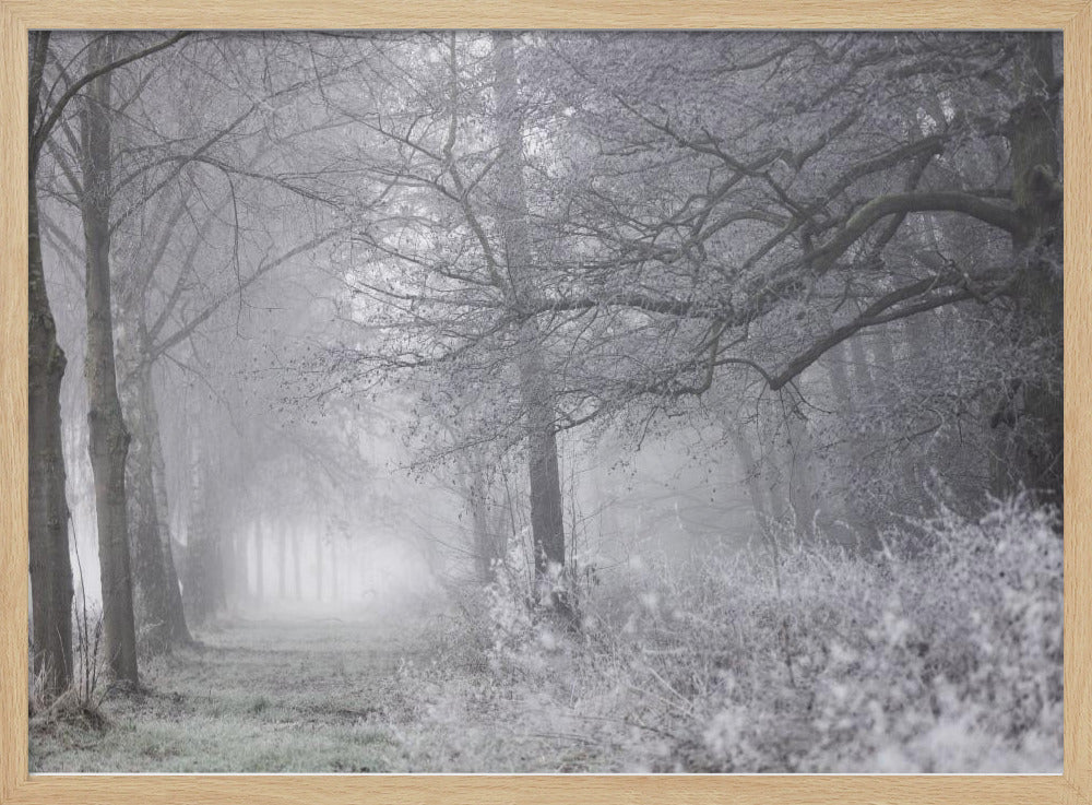 Mistige winterochtend 1 | Poster