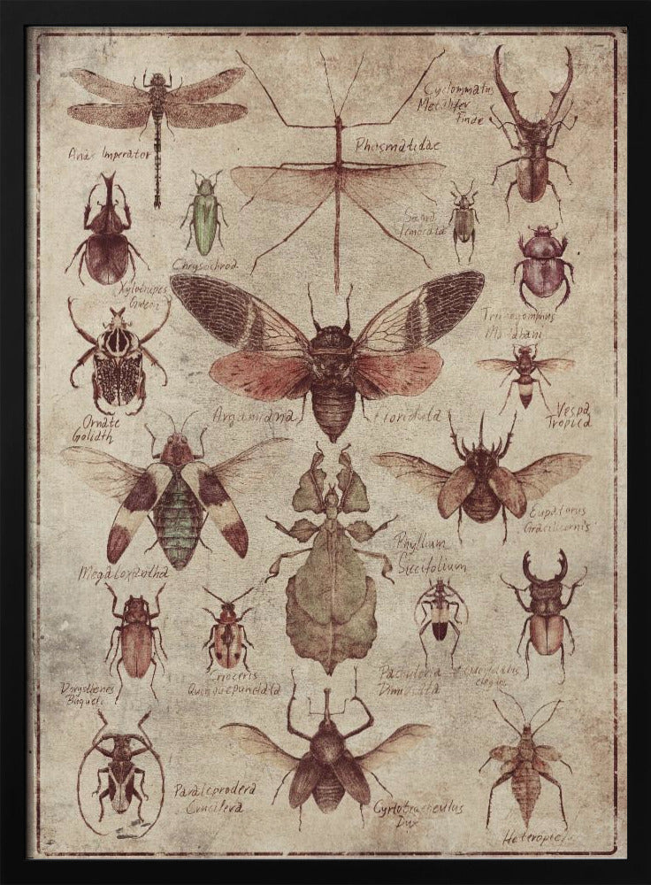 Vintage-stijl Insecten | Poster