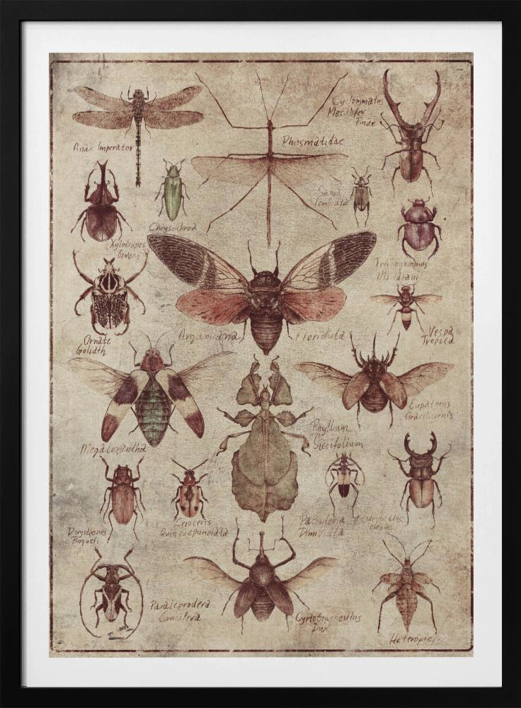 Vintage-stijl Insecten | Poster