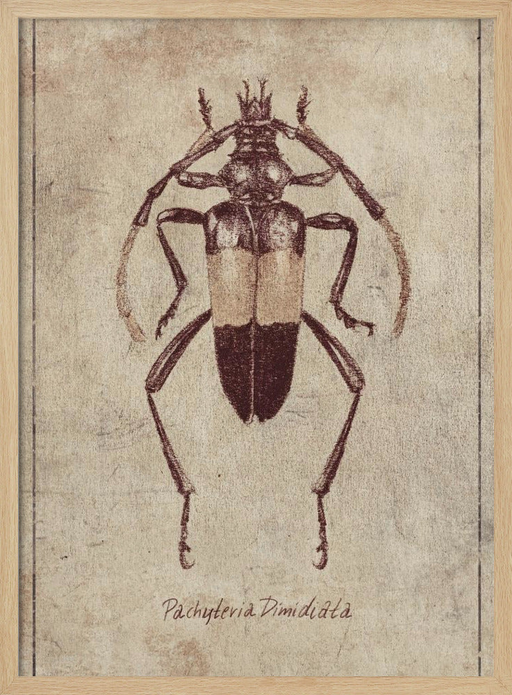Vintage Insectenschets | Poster