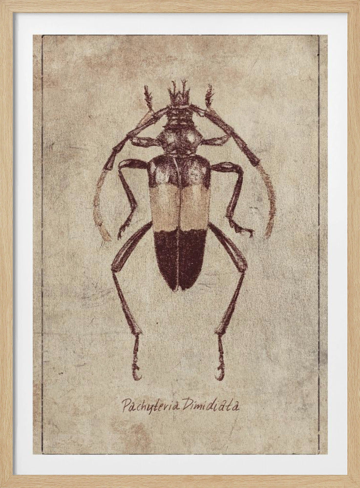 Vintage Insectenschets | Poster