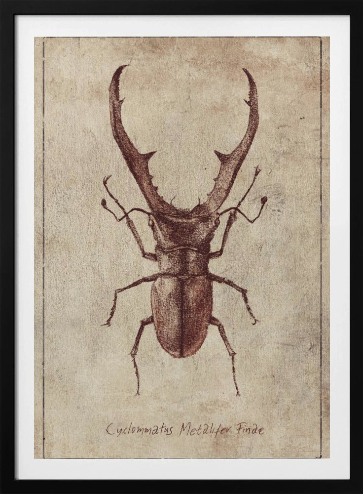 Antieke Kever Illustratie | Poster