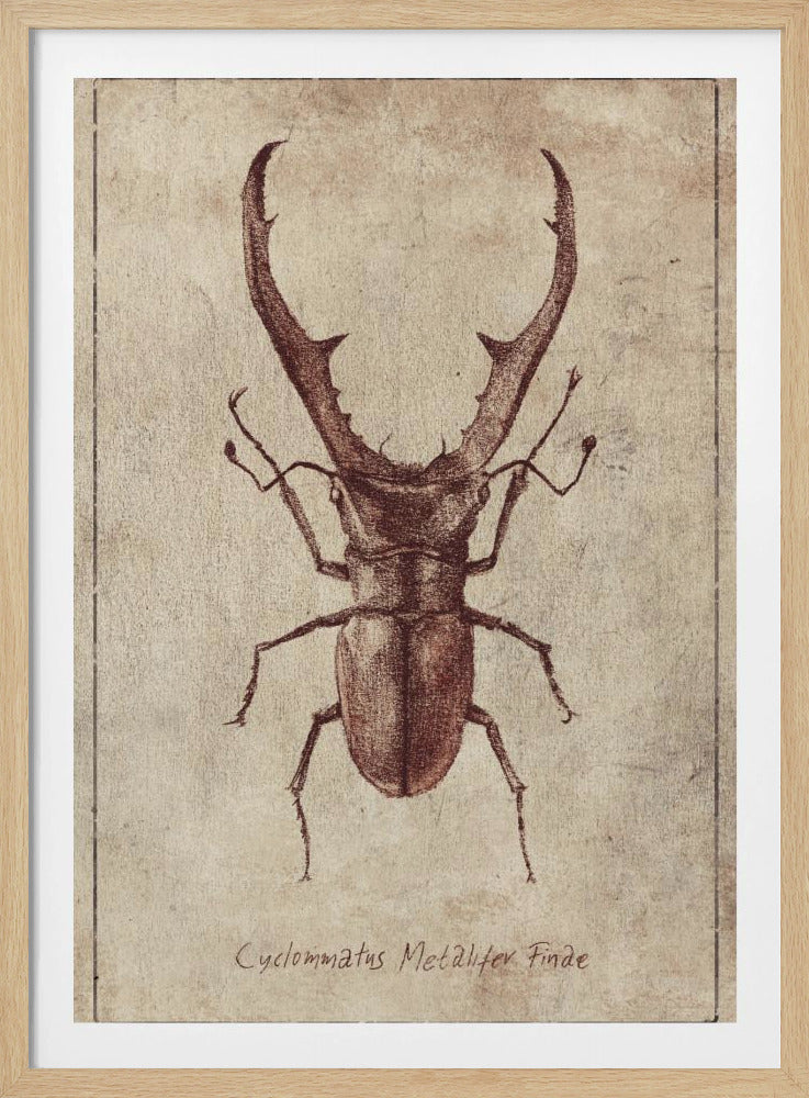 Antieke Kever Illustratie | Poster