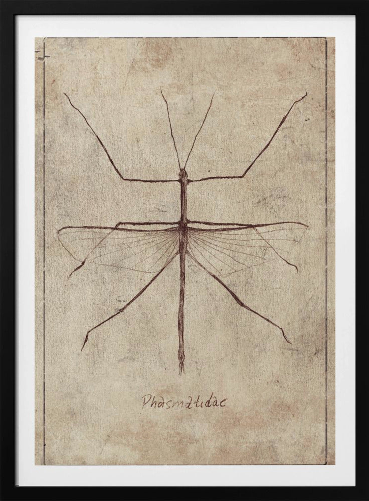 Vintage entomologieschets | Poster